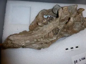 Fotografia del crani del Prototherium ausetanum. Imatge: Servei d’Arqueologia i Paleontologia